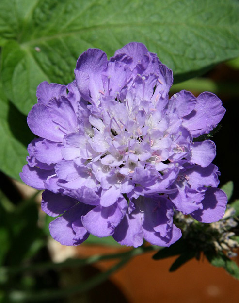 Scabiosa caucasica `Fama blau`